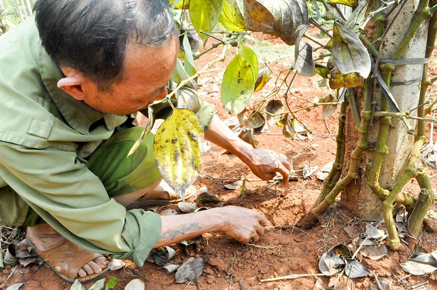  Theo ông Lắm, sau khi phun thuốc, cây tiêu có biểu hiện thối rữa phần gốc. Ảnh: Mai Ka