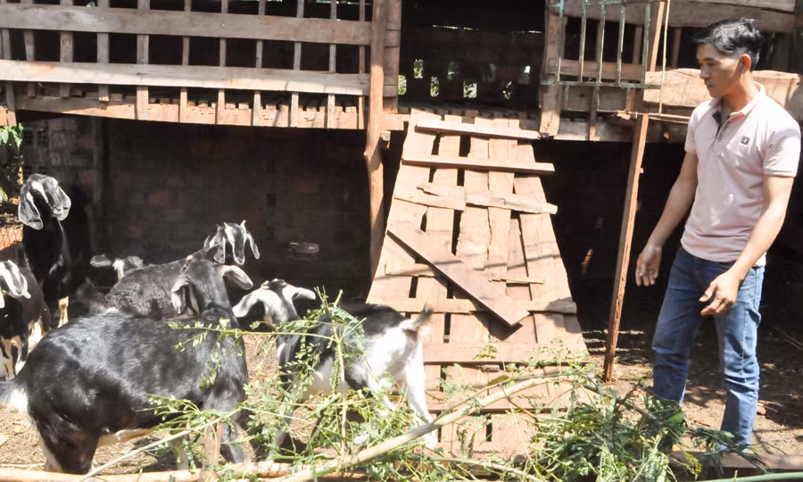 Đàn dê của anh Hồ Đắc Trường đang sinh sản tốt. Ảnh: T.D