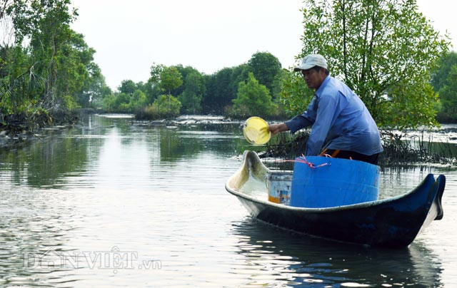 Từ tờ mờ sáng, nông dân đã rải thuốc cá để kịp đem cá ra chợ bán vào buổi sáng