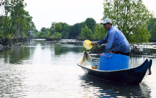 Từ tờ mờ sáng, nông dân đã rải thuốc cá để kịp đem cá ra chợ bán vào buổi sáng