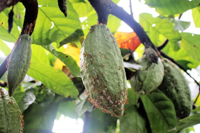 Ông Mười Le với vườn ca cao trĩu quả mà không còn phải lo sâu bọ.