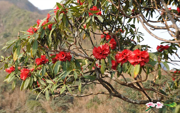 Đỗ quyên gọi hè về