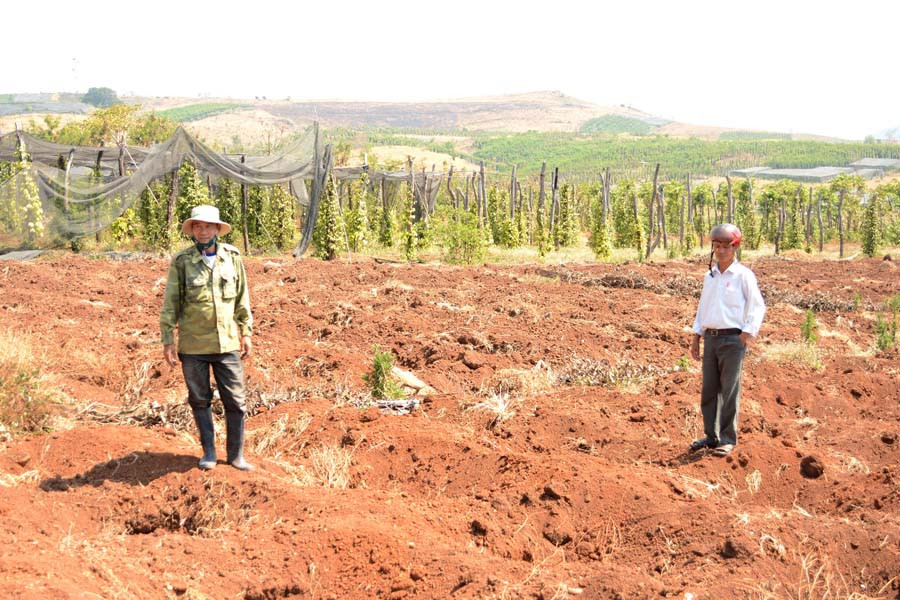 Người dân đào hố trồng lại tiêu ngay trên mảnh đất vừa có tiêu chết. Ảnh: M.T