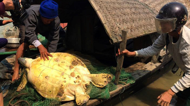 Trong lúc kéo lưới, ông Cường bắt được con rùa khủng