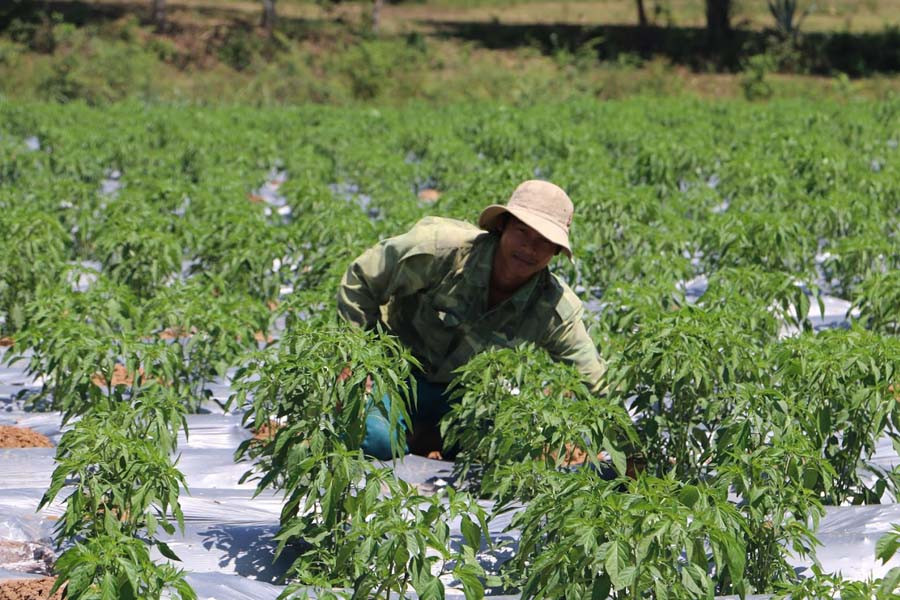 Thế hệ con cháu lao động sản xuất trên mảnh đất thấm đẫm xương máu cha ông mình. Ảnh: Trần Dung