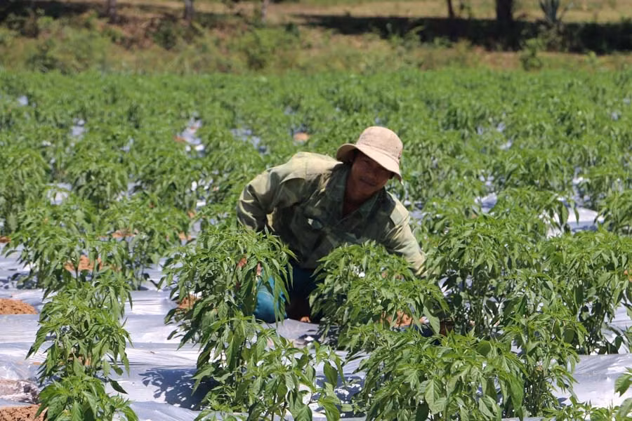 Thế hệ con cháu lao động sản xuất trên mảnh đất thấm đẫm xương máu cha ông mình. Ảnh: Trần Dung
