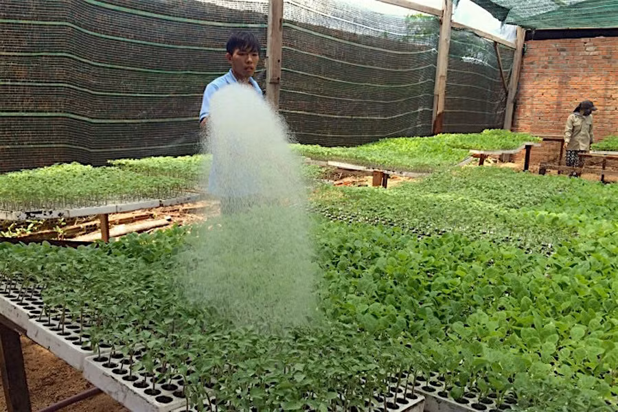 Muốn cây giống sau ghép sống phải chăm sóc thật kỹ, tưới nước thường xuyên. Ảnh: Hồng Thi