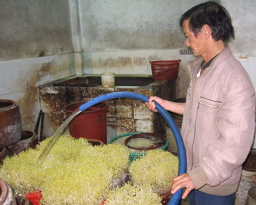  Anh Ngọc “tắm” cho giá. Ảnh: Đ.P