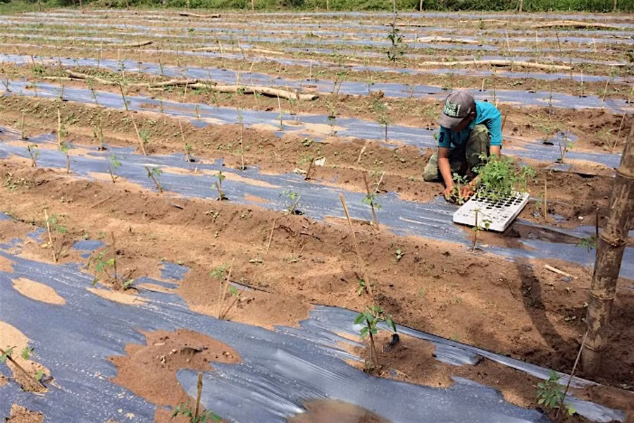 Cà chua ghép lên gốc cà tím có sức đề kháng cao. Ảnh: Hồng Thi