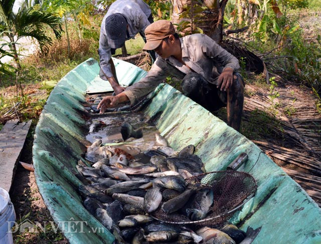  Thuốc cá vuông là hoạt động thường niên của bà con nuôi tôm quảng canh, nhằm chuẩn bị cho vụ tôm mới