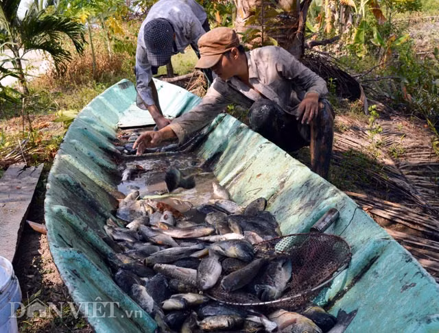  Thuốc cá vuông là hoạt động thường niên của bà con nuôi tôm quảng canh, nhằm chuẩn bị cho vụ tôm mới