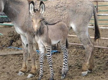 "Ippo là cá thể duy nhất của loài này tại Italy"-Serena Aglietti, nhân viên khu bảo tồn nói với ABC.