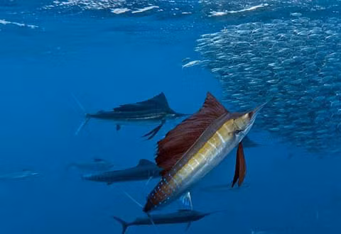 Hình ảnh cá cờ săn cá mòi tạo nên cảnh tượng đẹp mắt dưới đại dương.