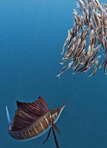  Cá cờ Đại Tây Dương có thể nặng tới 58 kg. Tốc độ của chúng có thể lên tới 110 km/giờ. Ngoài món khoái khẩu trên, chúng cũng không từ chối bạch tuộc, cá thu hay cá ngừ.