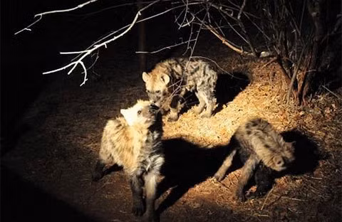 Mặc dù có khả năng săn mồi điêu luyện, nhưng chúng lại thích thú với việc cướp con mồi từ các loài vật khác. Chính vì thế, chúng được coi là loài vật ăn thịt tham lam nhất hành tinh, khi vừa ăn tạp, ăn khỏe, lại có thói quen cướp mồi. Báo châu Phi là loài cực kỳ hung dữ, thợ săn tài ba, nhưng cũng thường xuyên bị loài này cướp mất con mồi.