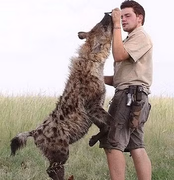  Là loài thú hoang dã, song chúng lại thích sống gần môi trường sống của con người. Các nhà khoa học cho rằng, tổ tiên của linh cẩu đốm là loài linh cẩu vằn. Chúng tách ra từ loài linh cẩu vằn trong thời Pliocen, khoảng 1,8 triệu năm trước.