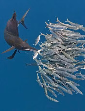 Chúng thường sinh sống ở những vùng biển ấm. Chúng có thể dài đến 3 mét.