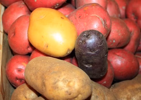  Những củ khoai tây mọc mầm có độc tố sôlamin rất có hại cho cơ thể.