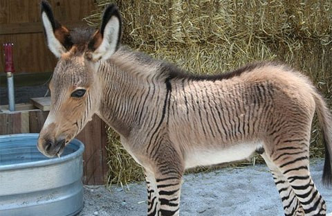 Ippo mang đặc điểm của cả bố và mẹ, trong đó nổi trội hơn cả là đôi chân có sọc vằn giống như nhiều con ngựa vằn khác. Các chuyên gia cho biết, sức khỏe của Ippo hiện rất tốt.