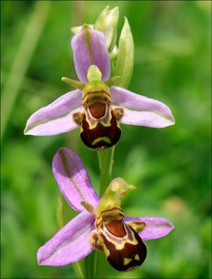 Hoa ong (Ophrys apifera). Mỗi bông hoa ong trông qua rất giống một con ong cái đang nằm trên cánh hoa màu hồng, nhằm thu hút sự chú ý của ong đực. Quá trình “lừa đảo” những con ong đực này giúp thụ phấn cho cây. Giống hoa này thường mọc rải rác ở Anh, Ai-len và xứ Wale.