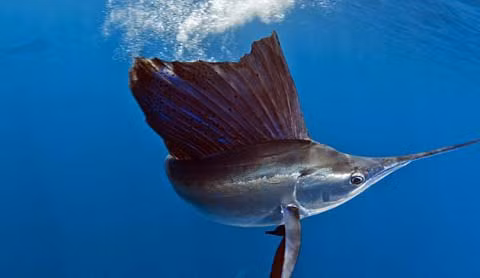  Cá cờ thường bơi đến khu vực biển Mexico hằng năm vào dịp cá mòi đi qua nơi đây.