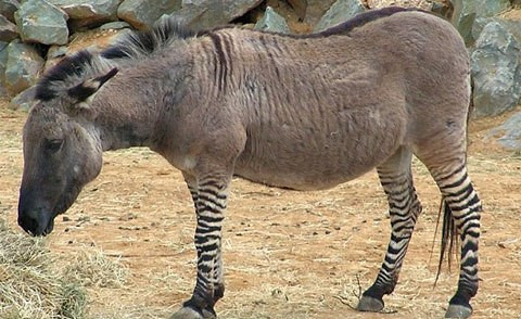 Ippo ra đời sau khi ngựa vằn thuộc khu dự trữ động vật ở Florence leo qua hàng rào bảo vệ và thực hiện giao phối với một con lừa.
