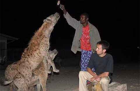  Tuy loài vật này thích cướp bóc, nhưng chúng lại là biểu tượng cho sự đoàn kết. Nếu một con linh cẩu đốm đang đánh nhau với những con vật khác, chúng sẽ không quản tính mạng lao vào chiến đấu cứu đồng loại. Nếu con linh cẩu đốm cùng máu mủ, dù họ hàng xa, thì chúng sẽ càng chiến đấu quyết liệt hơn để bảo vệ nhau.