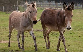 Việc lai tạo giữa ngựa vằn đực và lừa cái đã tạo ra nhiều con lai trên khắp thế giới.