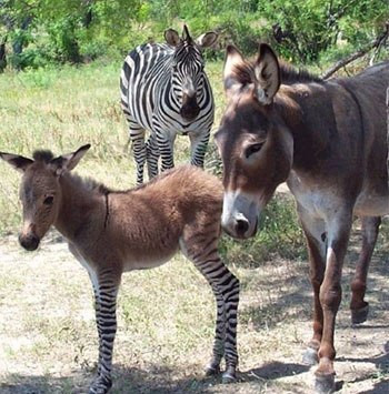 Ippo đứng cạnh bố là ngựa vằn và mẹ là lừa cái.