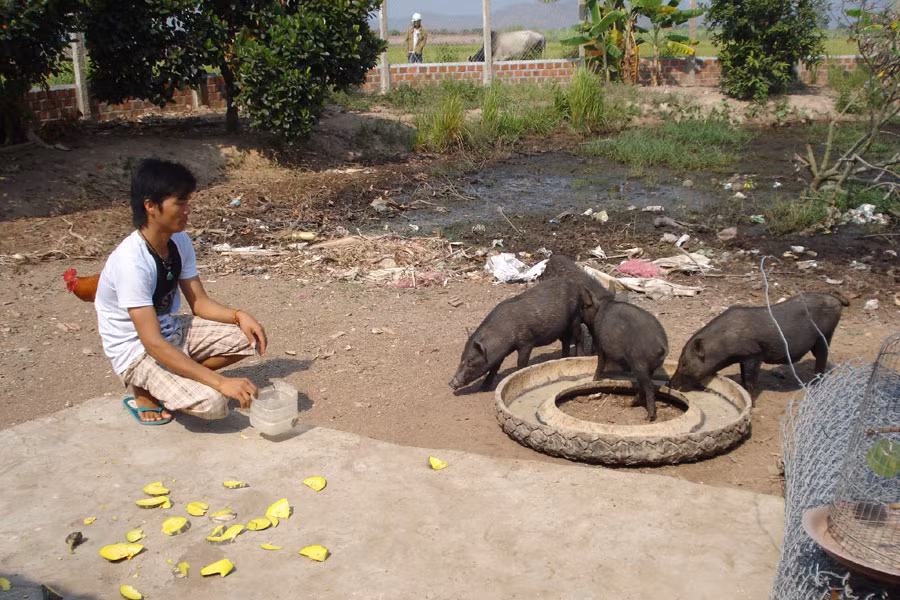 Nuôi heo rừng lai. Ảnh: N.H