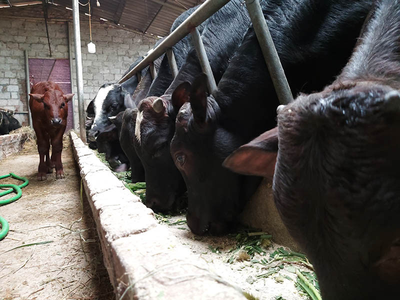  Ngoài việc được hỗ trợ 5 triệu đồng/con, bà con chăn nuôi bò ở xã Tân Tiến còn được cán bộ thú y xã thường xuyên hướng dẫn kỹ thuật chăn nuôi bò 3B, cách phòng tránh dịch bệnh cho đàn bò. Ảnh: Minh Ngọc.