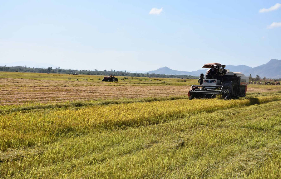 Bà con thu hoạch lúa. Ảnh: Hà Phương Bà con thu hoạch lúa. Ảnh: hà Phương
