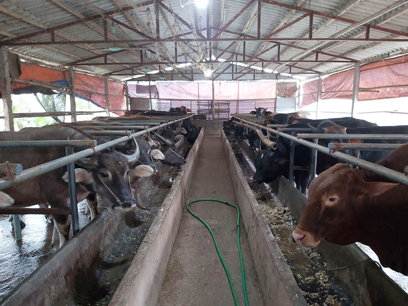  Mô hình nuôi bò 3B tại xã Tân Tiến, huyện Văn Giang (Hưng Yên) đã mang lại hiệu quả kinh tế vượt trội so với nuôi các giống bò thông thường như trước đây. Ảnh: Minh Ngọc.