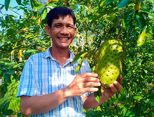  Anh Nhân phơi kiểm tra nguyên liệu trà mãng cầu. Ảnh: Chúc Ly