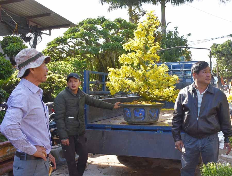 Khách hàng chở mai đến gửi chăm tại vườn mai Minh Hào. Ảnh: Hà Phương