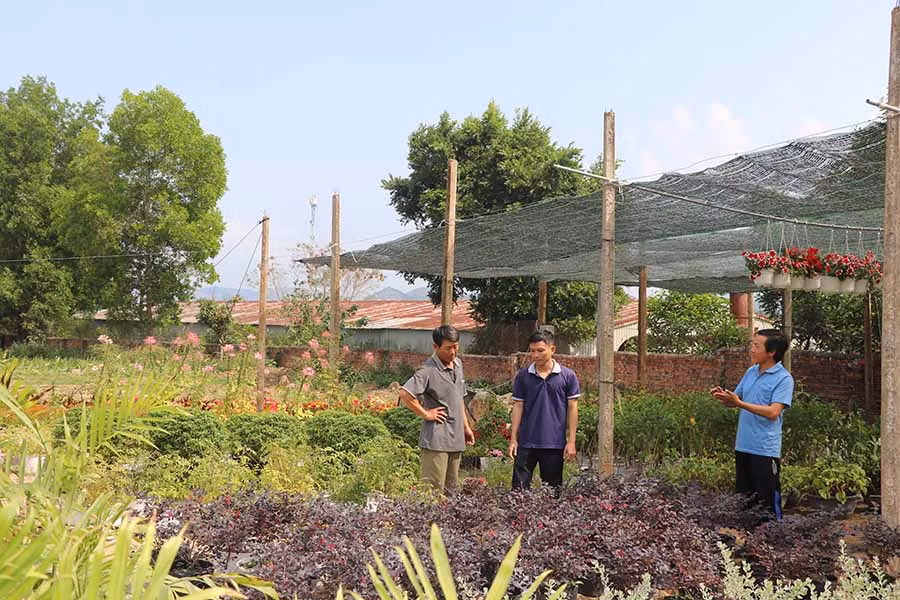  Các thành viên Nông hội hoa, cây cảnh An Khê trao đổi kinh nghiệm trồng, chăm sóc hoa. Ảnh: N.M