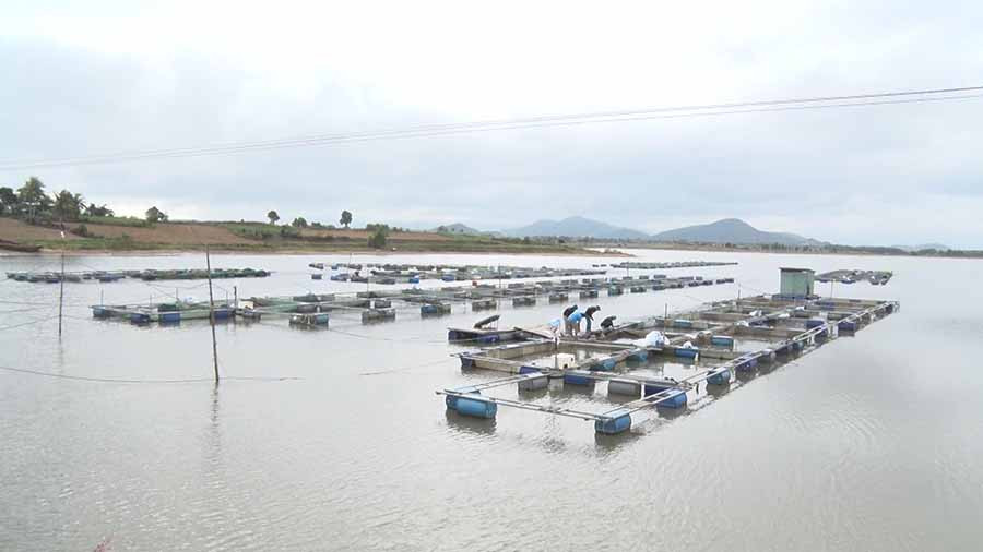  Người dân xã Xuân An nuôi cá lồng trên lòng hồ thủy điện. Ảnh: T.H