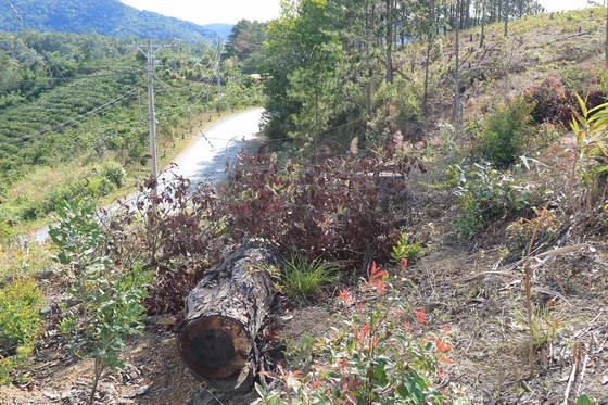 Nhiều cây thông lớn trồng năm 1997 bị cưa hạ ngay cạnh quốc lộ 27. Ảnh: ĐOÀN KIÊN Nhiều cây thông lớn trồng năm 1997 bị cưa hạ ngay cạnh quốc lộ 27. Ảnh: ĐOÀN KIÊN