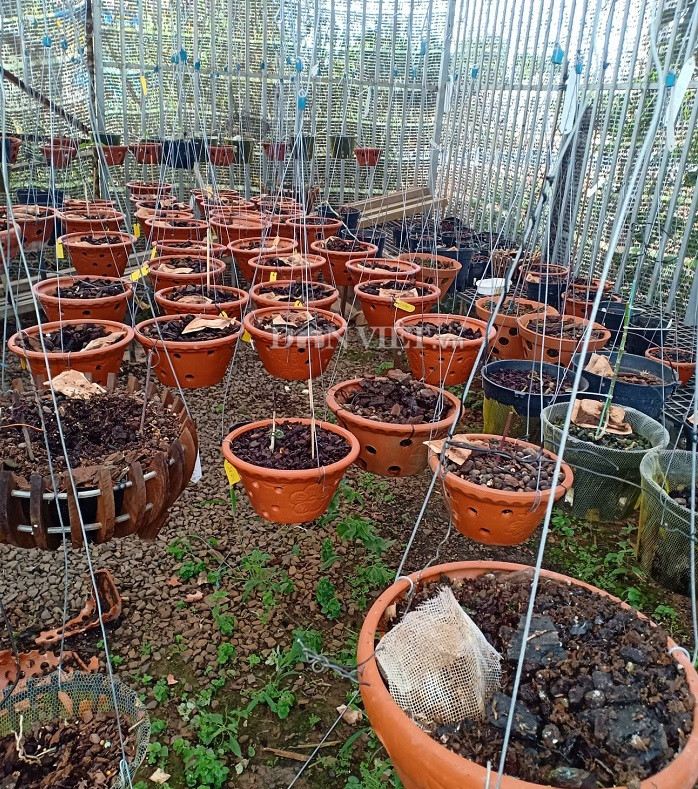  Toàn bộ phong lan đột biến trị giá hơn 4 tỷ đồng của anh Lâm đã bị kẻ gian lấy cắp.