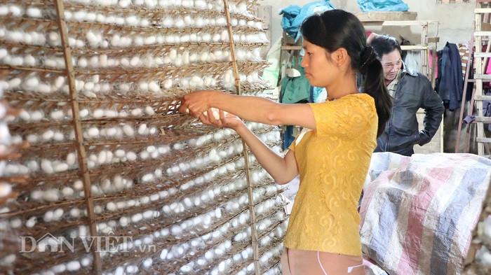 Với một hộp tằm giống, người nuôi có thể thu được 40-50kg kén nếu tằm không bị bệnh nhiều.