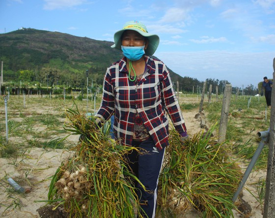  Người dân huyện đảo Lý Sơn đang bước vào vụ thu hoạch tỏi. Ảnh: NGUYỄN TRANG