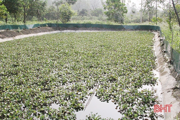 Ao nuôi cua đồng có phủ bèo lục bình để tránh cua bò ra ngoài.