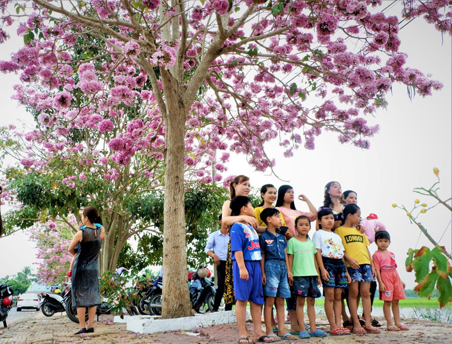 Con đường hoa kèn hồng thu hút đông đảo du khách đến chụp ảnh - Ảnh: Khả Di