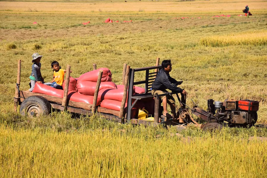 Anh Ksor Thoan gom những bao lúa chở về nhà. Ảnh: Hà Phương