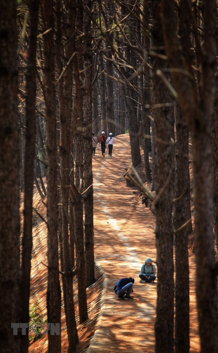 Vẻ đẹp của hàng thông tại khu vực biển hồ Pleiku. (Ảnh: Thành Đạt/TTXVN) Vẻ đẹp của hàng thông tại khu vực biển hồ Pleiku. (Ảnh: Thành Đạt/TTXVN)