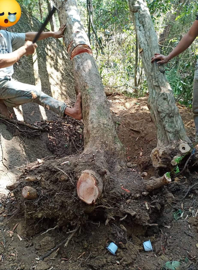 Đào tận gốc, trốc tận rễ - Ảnh: Trần Hiếu Đào tận gốc, trốc tận rễ - Ảnh: Trần Hiếu