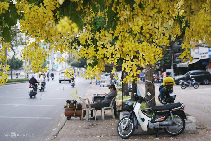 Bên cạnh sắc vàng huỳnh liên, muồng hoàng yến cũng rợp bóng trên nhiều con đường trung tâm như Điện Biên Phủ (quận 1), đường Trường Sa và Hoàng Sa men hai bờ kênh Nhiêu Lộc - Thị Nghè… Bên cạnh sắc vàng huỳnh liên, muồng hoàng yến cũng rợp bóng trên nhiều con đường trung tâm như Điện Biên Phủ (quận 1), đường Trường Sa và Hoàng Sa men hai bờ kênh Nhiêu Lộc - Thị Nghè…