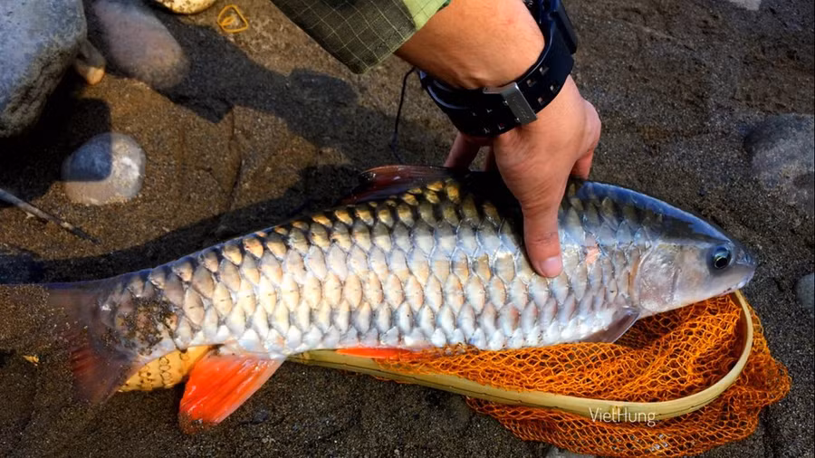 Cá chài hay còn gọi là cá chày là một trong những loài cá ngon, thịt thơm, rắn chắc. Ảnh: Nguyen Viet Hung (Flickr). Cá chài hay còn gọi là cá chày là một trong những loài cá ngon, thịt thơm, rắn chắc. Ảnh: Nguyen Viet Hung (Flickr).