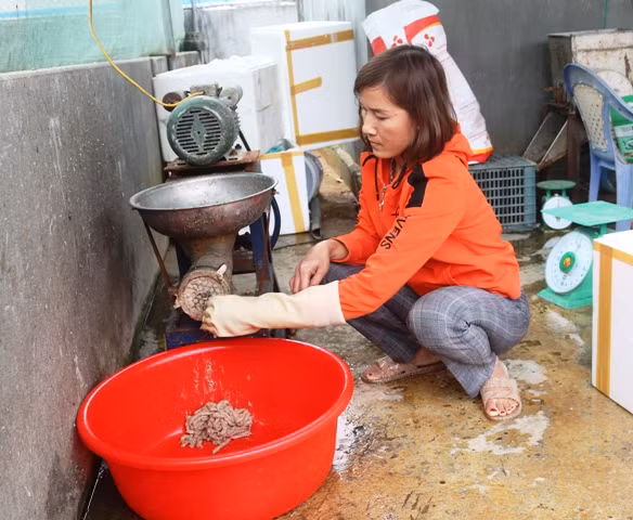 Thức ăn của cá lóc chủ yếu là cá tạp xay nhỏ. Ảnh: Vũ Thượng