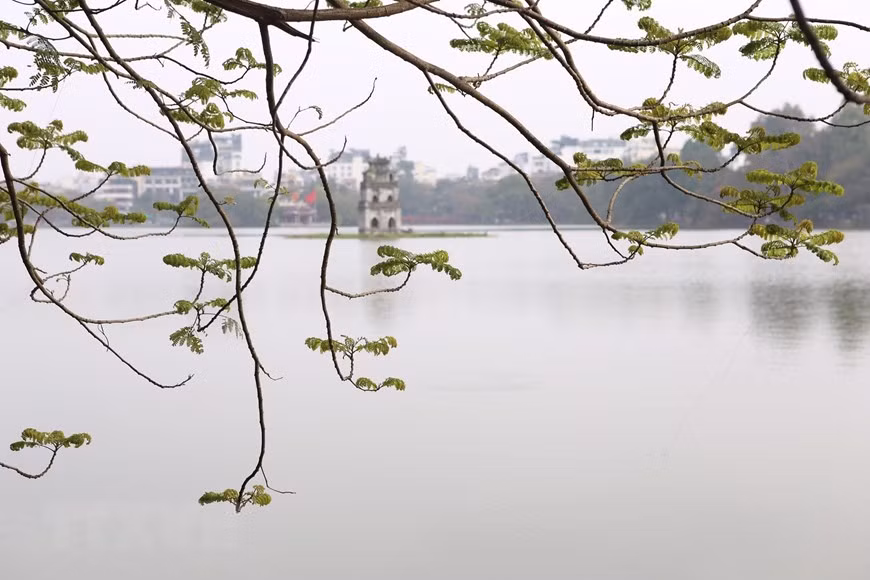 Một vài nhành lộc non mới nảy biêng biếc trong nắng nhạt cùng với dáng liễu rủ và chút hoa vàng càng làm cho Hồ Gươm thêm thơ mộng, lãng mạn. (Ảnh: Anh Tuấn/TTXVN)